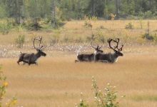 Photo of «Исчезающие лесные резерваты»