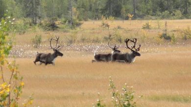 Photo of «Исчезающие лесные резерваты»