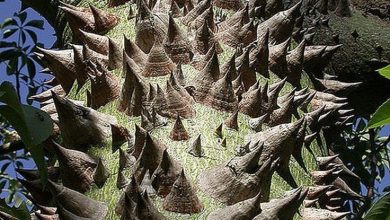 Photo of «Исчезающие деревья планеты»
