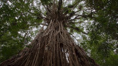Photo of Удивительные виды тропических деревьев
