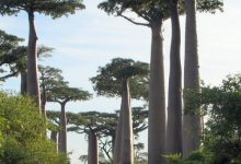 Photo of Вдохновляющие тропические аллеи