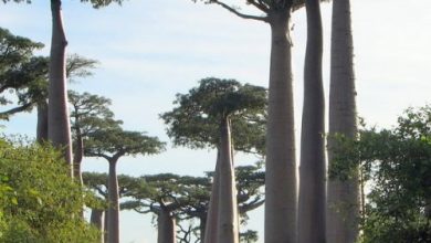 Photo of Вдохновляющие тропические аллеи