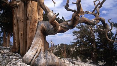 Photo of «Удивительные формы деревьев»