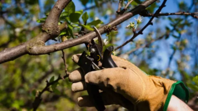 Photo of Уход за плодовыми деревьями