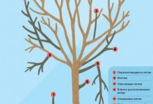 Photo of Полезные советы по обрезке деревьев