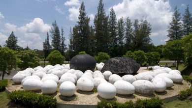 Photo of Сокровища тропической флоры