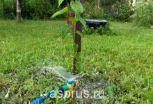 Photo of Правила полива фруктовых деревьев