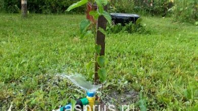 Photo of Правила полива фруктовых деревьев