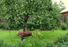 Photo of Выращивание плодовых деревьев в саду