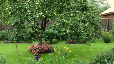 Photo of Выращивание плодовых деревьев в саду