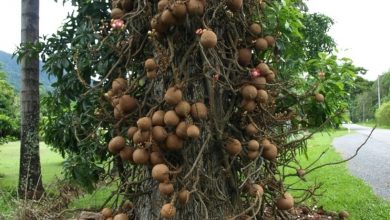 Photo of Загадочные деревья тропиков