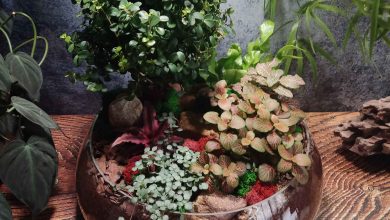 Photo of Волшебство тропической флоры