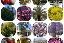 Photo of «Редкие виды деревьев в долинах»