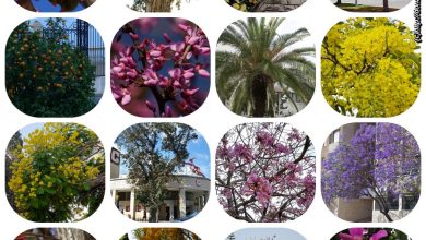 Photo of «Редкие виды деревьев в долинах»