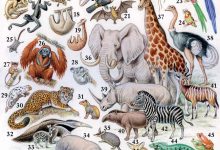 Photo of Главные представители тропических лесов