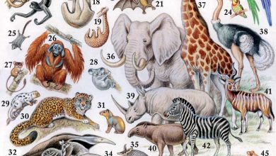 Photo of Главные представители тропических лесов