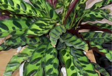 Photo of Пленительные тропические растения