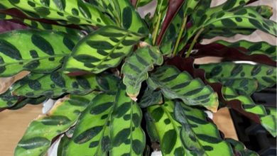 Photo of Пленительные тропические растения