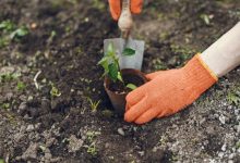 Photo of Как выбрать место для саженцев
