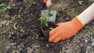 Photo of Как выбрать место для саженцев