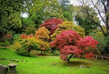 Photo of Ценные деревья для ландшафтного дизайна