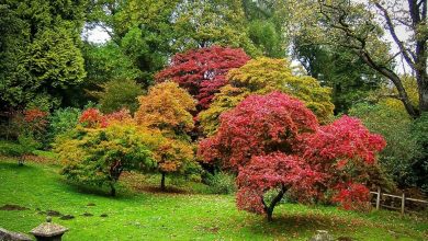 Photo of Ценные деревья для ландшафтного дизайна