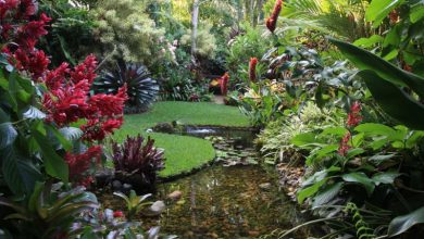 Photo of Экзотика тропических деревьев