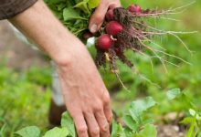 Photo of Преимущества выращивания собственных фруктов