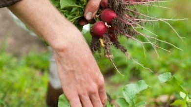 Photo of Преимущества выращивания собственных фруктов