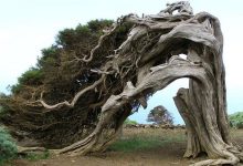 Photo of «Необычные деревья мира»