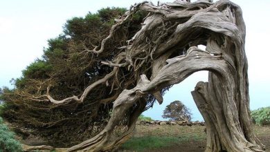 Photo of «Необычные деревья мира»