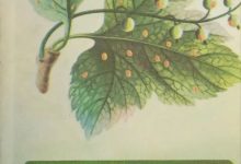 Photo of Борьба с вредителями и болезнями