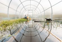 Photo of Деревья, обогащающие почву