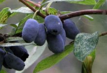 Photo of Топ-10 самых популярных фруктовых деревьев