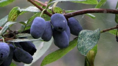 Photo of Топ-10 самых популярных фруктовых деревьев
