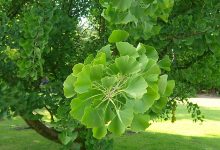 Photo of Древесные виды с эффектом кислорода