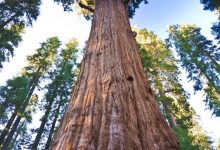 Photo of Уникальные древесные породы мира