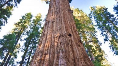 Photo of Уникальные древесные породы мира