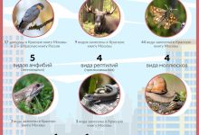 Photo of «Редкие деревья вида животных»