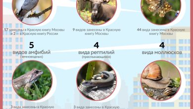 Photo of «Редкие деревья вида животных»