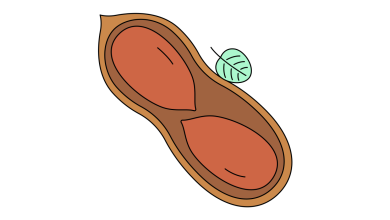 Photo of «Уникальные экосистемы лесов»