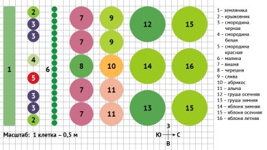 Photo of Строительство плодового сада