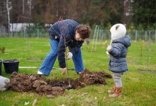 Photo of Оптимальное время для посадки деревьев