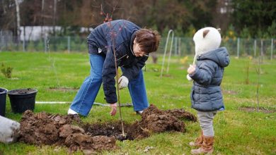 Photo of Оптимальное время для посадки деревьев