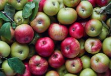 Photo of Лучшие сорта плодовых деревьев