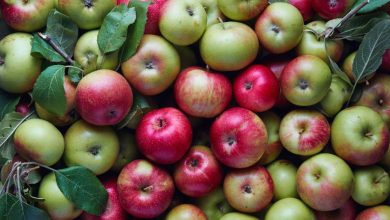 Photo of Лучшие сорта плодовых деревьев