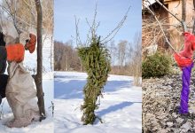 Photo of Как сохранить урожайность деревьев
