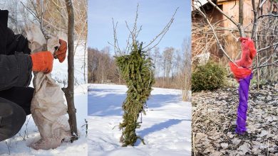 Photo of Как сохранить урожайность деревьев