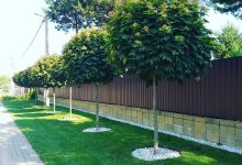 Photo of Декоративные деревья для участка