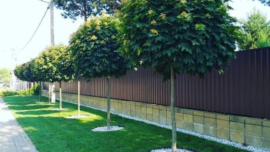 Photo of Декоративные деревья для участка